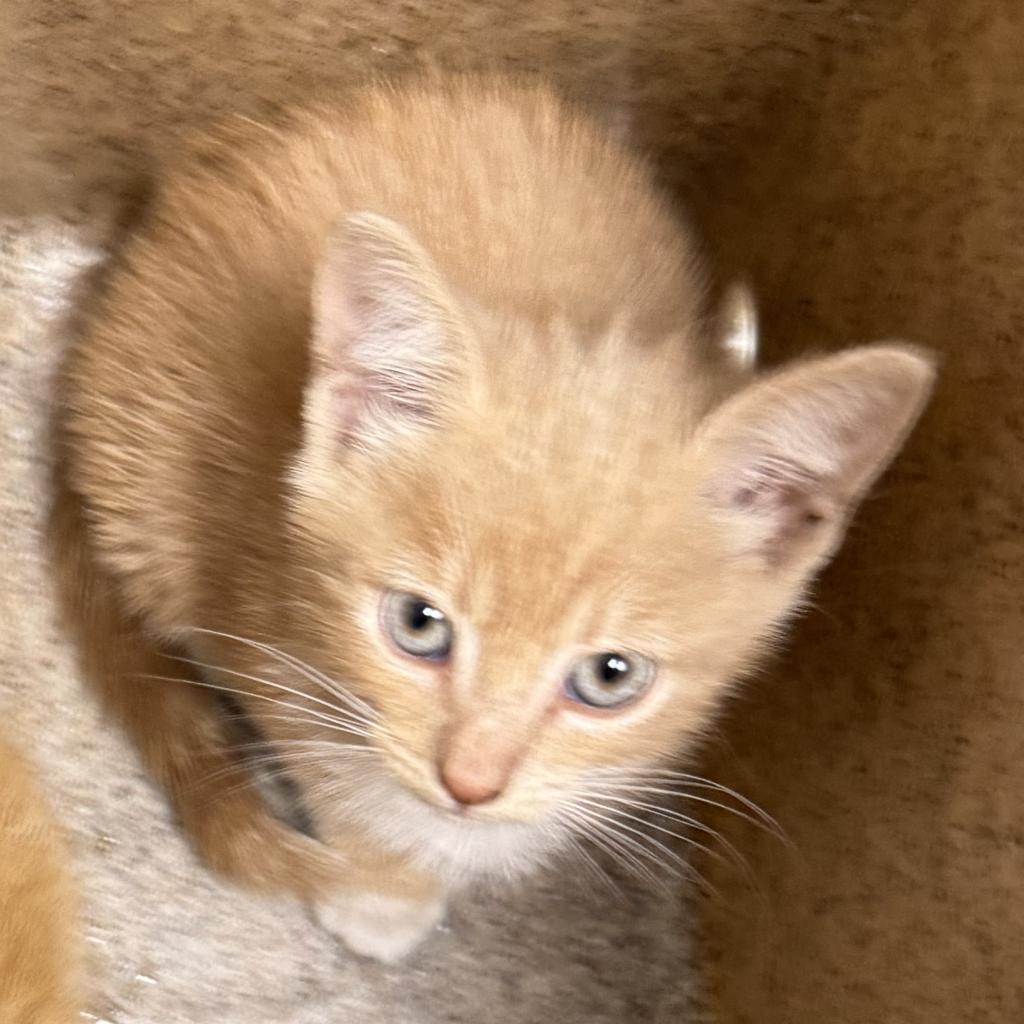 Shelter Stray Male Cat last seen , Animal Care & Control Team of Philly, 111 W Hunting Park Ave, Philadelphia, PA 19140, USA