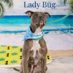 Shelter Stray Female Dog last seen , Animal Care & Control Team of Philly, 111 W Hunting Park Ave, Philadelphia, PA 19140, USA