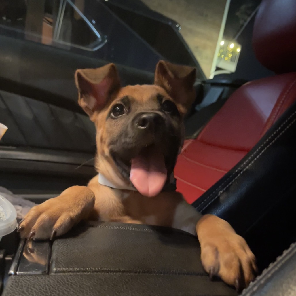 Shelter Stray Male Dog last seen , 2350 Appling City Cove, Memphis, TN 38133, USA