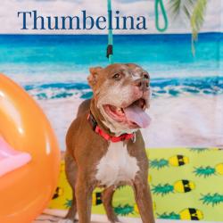 Shelter Stray Female Dog last seen , Animal Care & Control Team of Philly, 111 W Hunting Park Ave, Philadelphia, PA 19140, USA