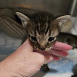 Shelter Stray Unknown Cat last seen , 141 Canna Ln, Lake Jackson, TX 77566, USA