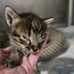 Shelter Stray Unknown Cat last seen , 141 Canna Ln, Lake Jackson, TX 77566, USA
