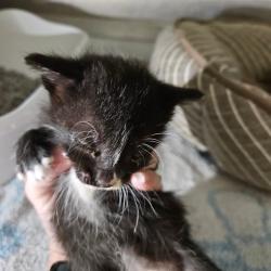 Shelter Stray Unknown Cat last seen , 141 Canna Ln, Lake Jackson, TX 77566, USA