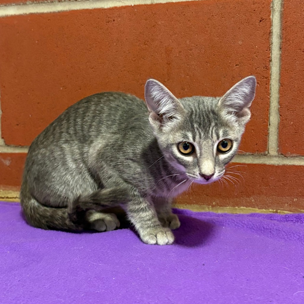 Shelter Stray Female Cat last seen , 2951 S 1st St, Cabot, AR 72023, USA
