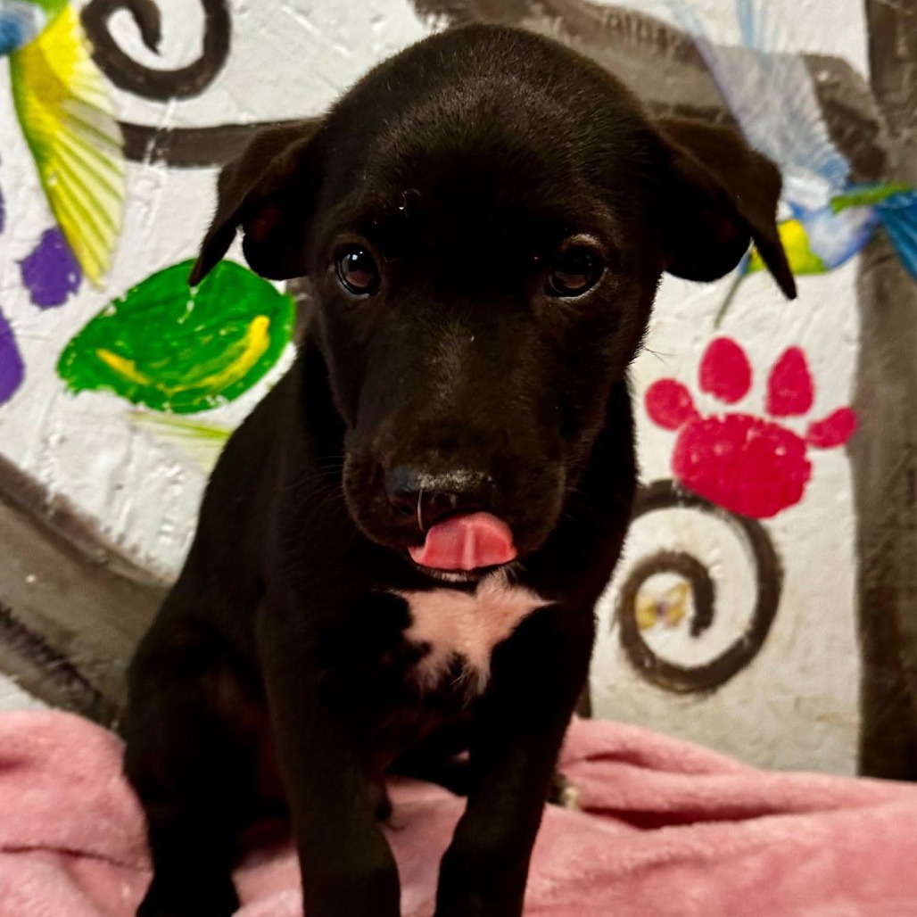 Shelter Stray Male Dog last seen , 1901 N 31st Ave, Hattiesburg, MS 39401, USA
