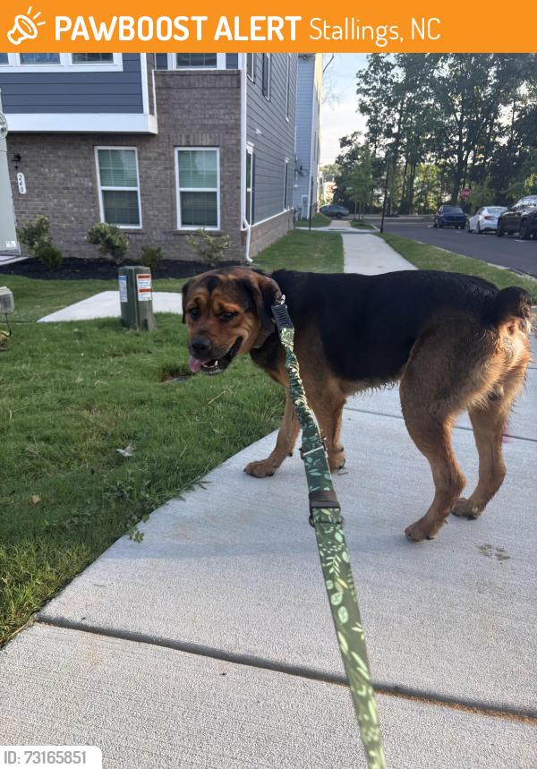 Found/Stray Male Dog last seen Stallings, Stallings, NC 28104