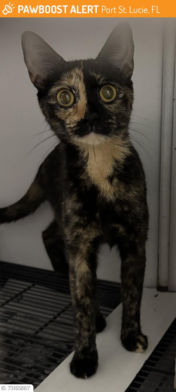 Found/Stray Unknown Cat last seen Port St. Lucie, Port St. Lucie, FL 34986