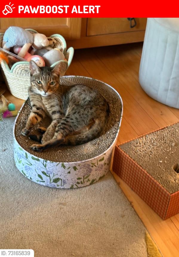 Lost Female Cat last seen Pemros Road, Stanhope Road, Plymouth, England PL5 1LT