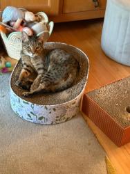 Lost Female Cat last seen Pemros Road, Stanhope Road, Plymouth, England PL5 1LT