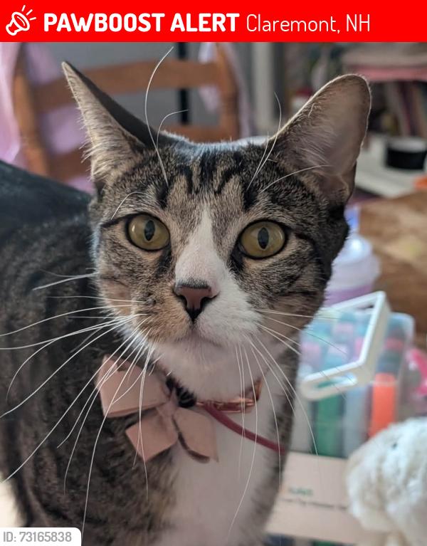 Lost Male Cat last seen Winter street, veterans drive. Our hse is right next to the silver maples so our neighborhood is across the street from birneys., Claremont, NH 03743