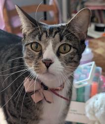 Lost Male Cat last seen Winter street, veterans drive. Our hse is right next to the silver maples so our neighborhood is across the street from birneys., Claremont, NH 03743