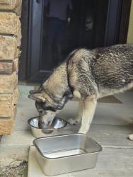 Found/Stray Female Dog last seen Near River Bend Drive, Lathrop, CA 95330