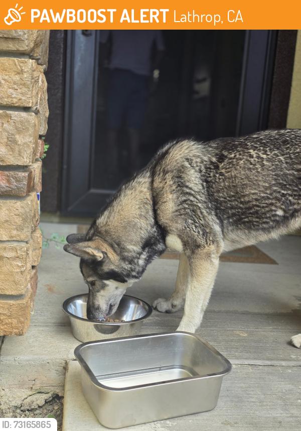 Found/Stray Female Dog last seen Near River Bend Drive, Lathrop, CA 95330