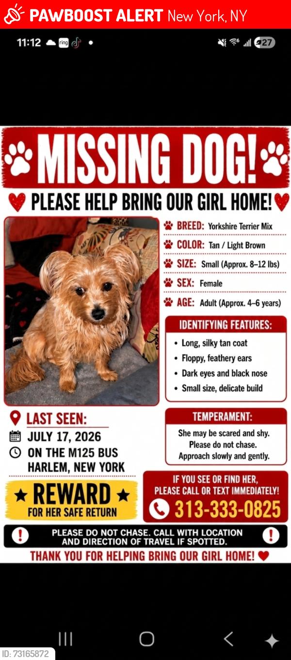 Lost Female Dog last seen M125 bus, New York, NY 10030