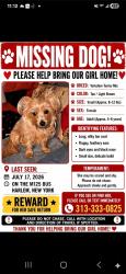 Lost Female Dog last seen M125 bus, New York, NY 10030