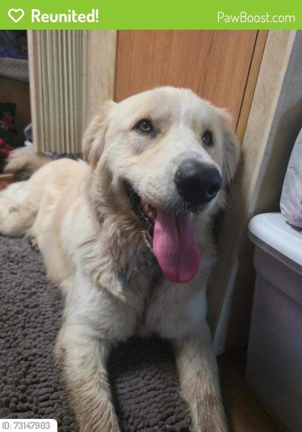 Reunited Female Dog last seen Sales Pavilion/Texaco, Enumclaw, WA 98022