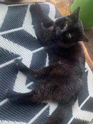 Lost Male Cat last seen N226sp, Greater London, England N22 6SP
