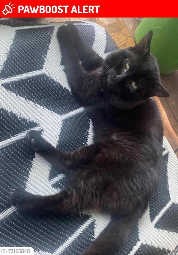 Lost Male Cat last seen N226sp, Greater London, England N22 6SP