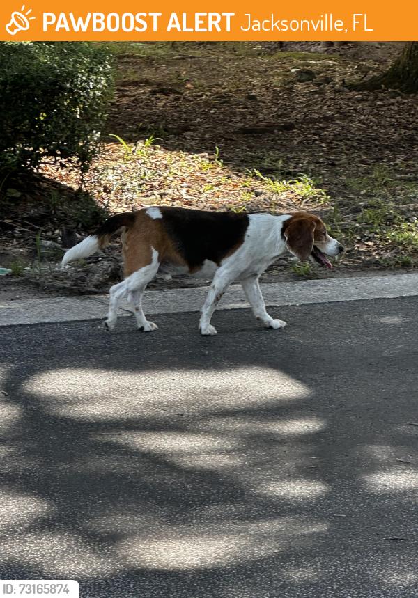 Found/Stray Male Dog last seen Off of Southside Blvd, Jacksonville, FL 32256