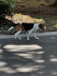 Found/Stray Male Dog last seen Off of Southside Blvd, Jacksonville, FL 32256
