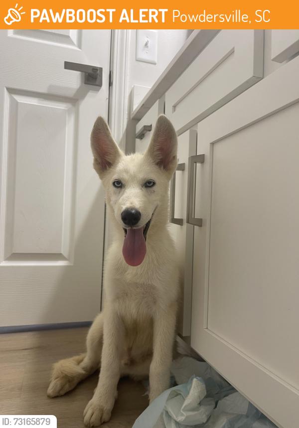 Found/Stray Male Dog last seen Dolly cooper park, powdersville, Powdersville, SC 29611