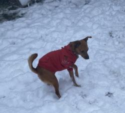 Reunited Male Dog last seen Elizabeth St and Sellers St, Selma, NC 27576