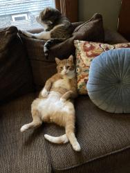 Lost Male Cat last seen 28th Ave & Taylor St NE, Minneapolis, MN 55418
