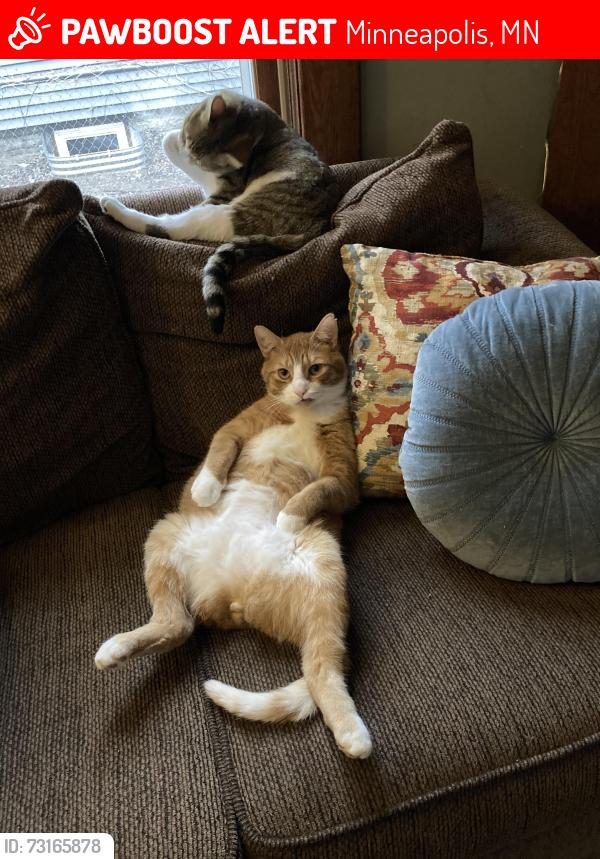 Lost Male Cat last seen 28th Ave & Taylor St NE, Minneapolis, MN 55418
