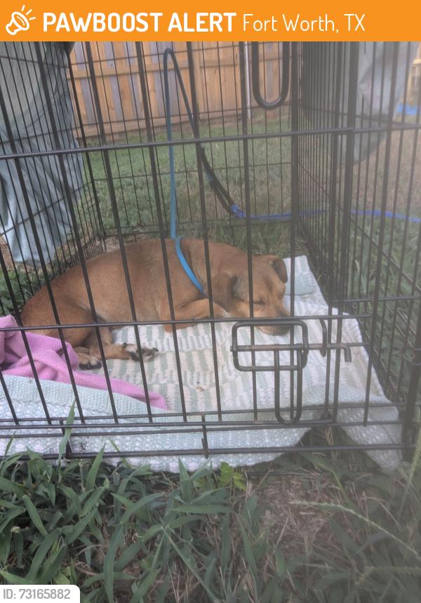 Found/Stray Male Dog last seen Neville and Curzon, Fort Worth, TX 76107