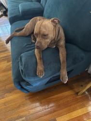 Lost Male Dog last seen Highway 92/Sweetwater church/brownsville rd, Douglasville, GA 30134