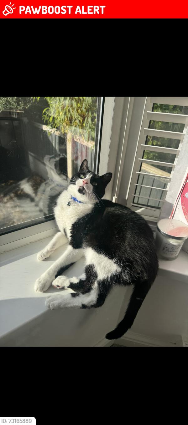 Lost Male Cat last seen Charlotte Road, West Midlands, England 