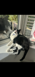 Lost Male Cat last seen Charlotte Road, West Midlands, England 