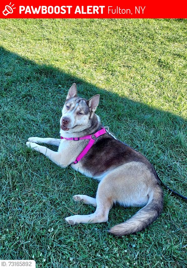 Lost Female Dog last seen Cty Rte 45 and State Rte 3, Fulton, NY 13069