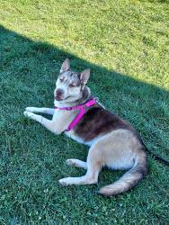 Lost Female Dog last seen Cty Rte 45 and State Rte 3, Fulton, NY 13069