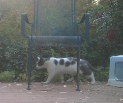 Found/Stray Female Cat last seen Derbyshire and N Mooreland Rd, Tuckahoe, VA 23229