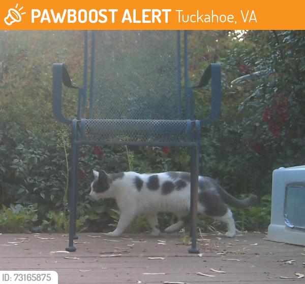 Found/Stray Female Cat last seen Derbyshire and N Mooreland Rd, Tuckahoe, VA 23229