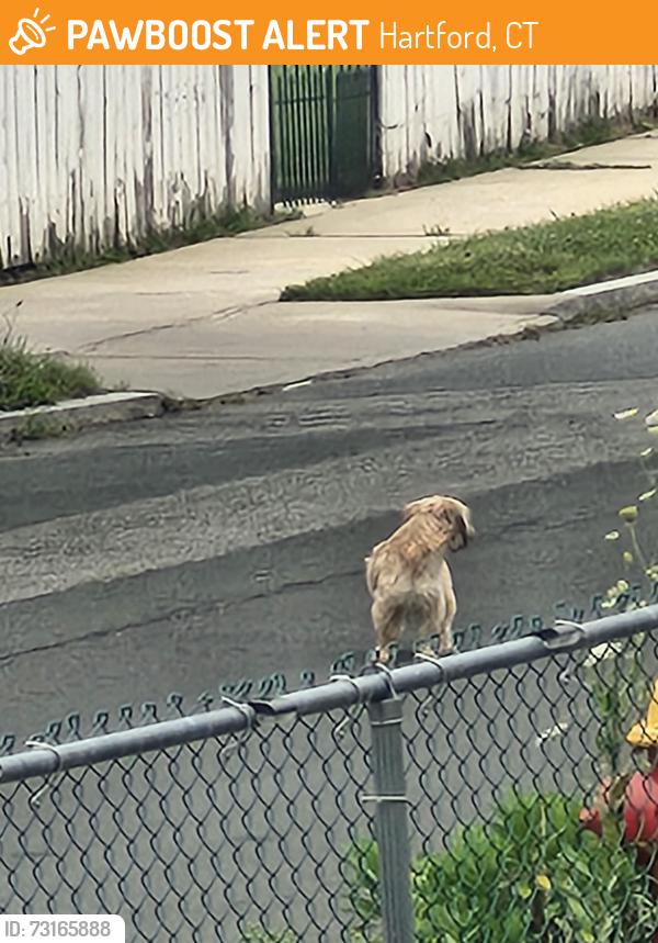 Found/Stray Unknown Dog last seen Brookfield st, Hartford, CT 06106