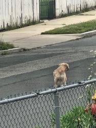 Found/Stray Unknown Dog last seen Brookfield st, Hartford, CT 06106