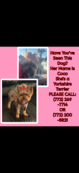 Lost Female Dog last seen Near 24th PL SW Vero Beach ,FL 32962, Vero Beach, FL 32962