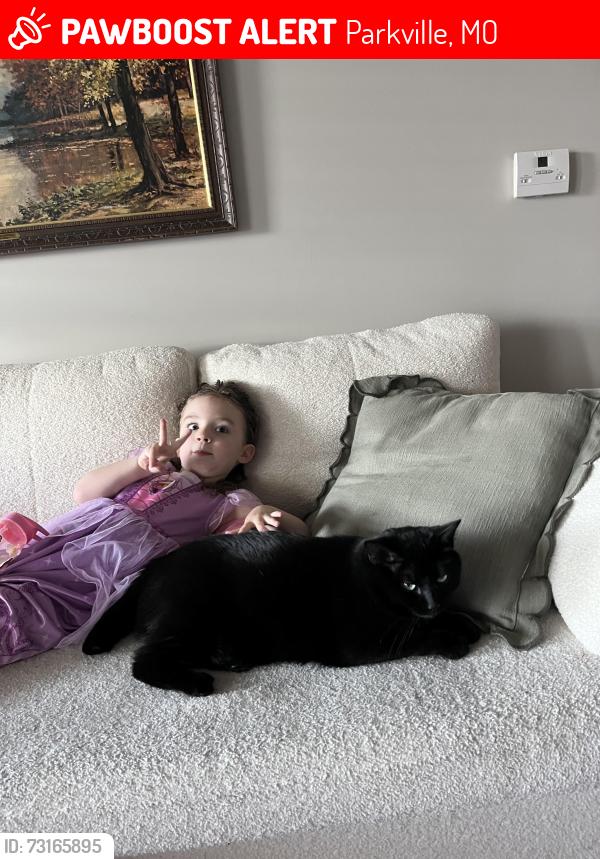 Lost Male Cat last seen Creekside, Parkville, MO 64152