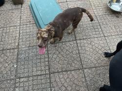 Reunited Female Dog last seen 13th and Waco, Wichita, KS 67203
