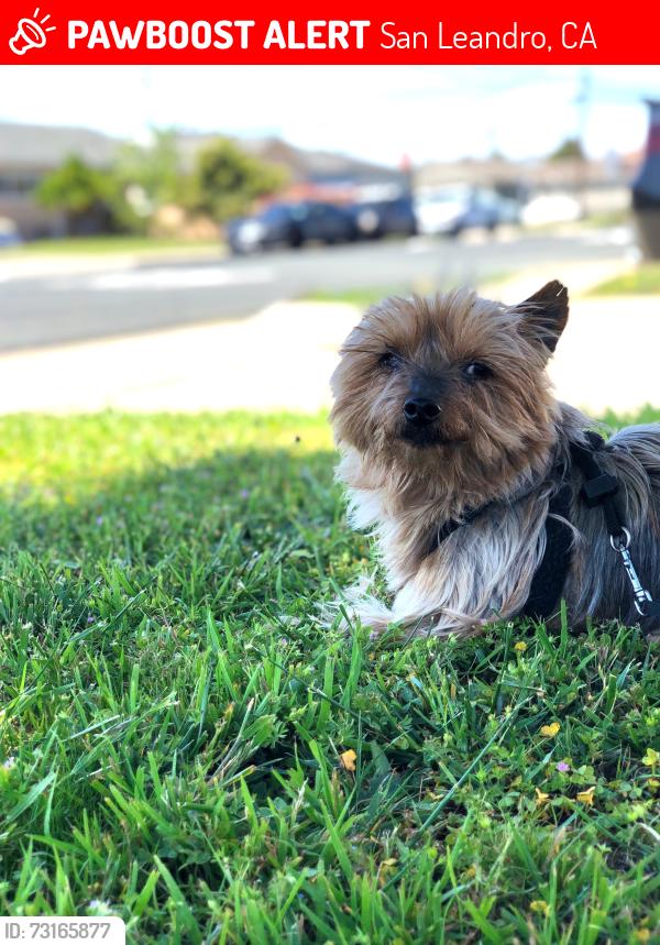Lost Male Dog last seen Farnsworth street across sayre San Leandro ca., San Leandro, CA 94579