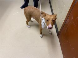 Shelter Stray Male Dog last seen HUMBOLDT PARK, 3839 W Burnham St, West Milwaukee, WI 53215, USA