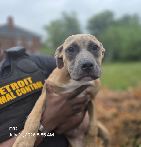 Shelter Stray Female Dog last seen Near BLOCK TAYLOR ST, DETROIT, MI 48206, 7401 Chrysler Dr, Detroit, MI 48211, USA