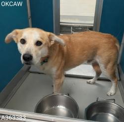 Shelter Stray Male Dog last seen KITE PARK IN NICHOLS HILLS, 2811 SE 29th St, Oklahoma City, OK 73129, USA