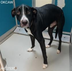 Shelter Stray Male Dog last seen NW 23 AND PORTLAND, 2811 SE 29th St, Oklahoma City, OK 73129, USA