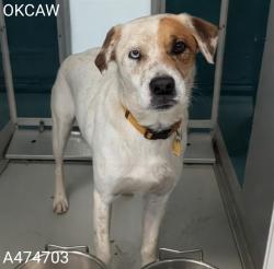 Shelter Stray Male Dog last seen SE 66TH AND SHIELDS, 2811 SE 29th St, Oklahoma City, OK 73129, USA