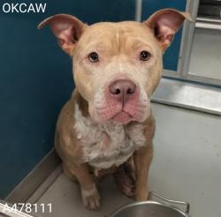 Shelter Stray Female Dog last seen Near BLOCK ROCK SPRING DR, NEWALLA OK 74857, 2811 SE 29th St, Oklahoma City, OK 73129, USA