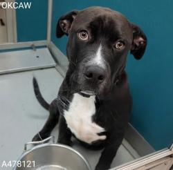 Shelter Stray Male Dog last seen ABANDONED AT AW, 2811 SE 29th St, Oklahoma City, OK 73129, USA