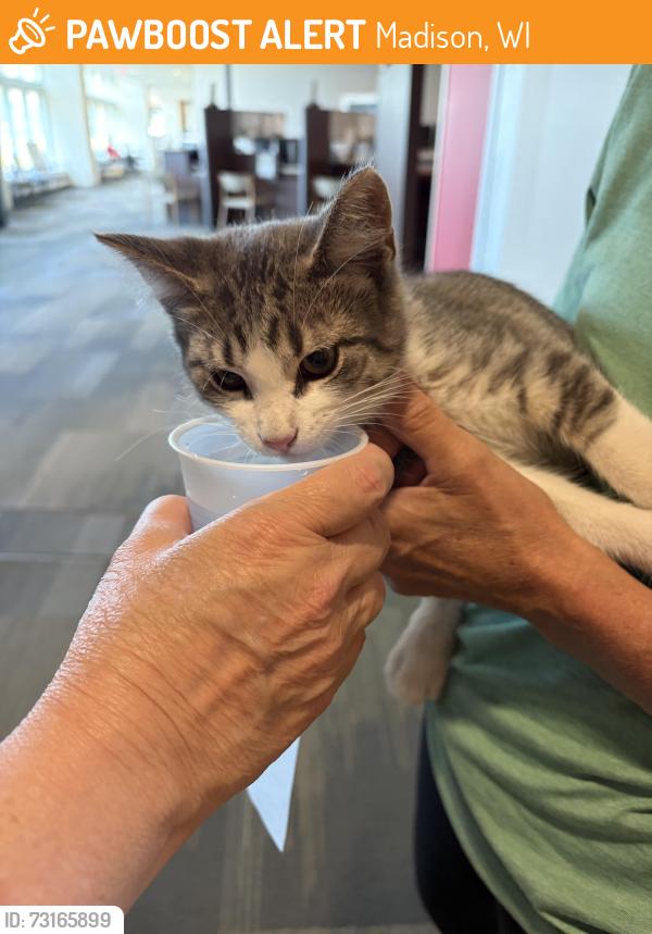 Found/Stray Unknown Cat last seen UW Health East hosp, Madison, WI 53718